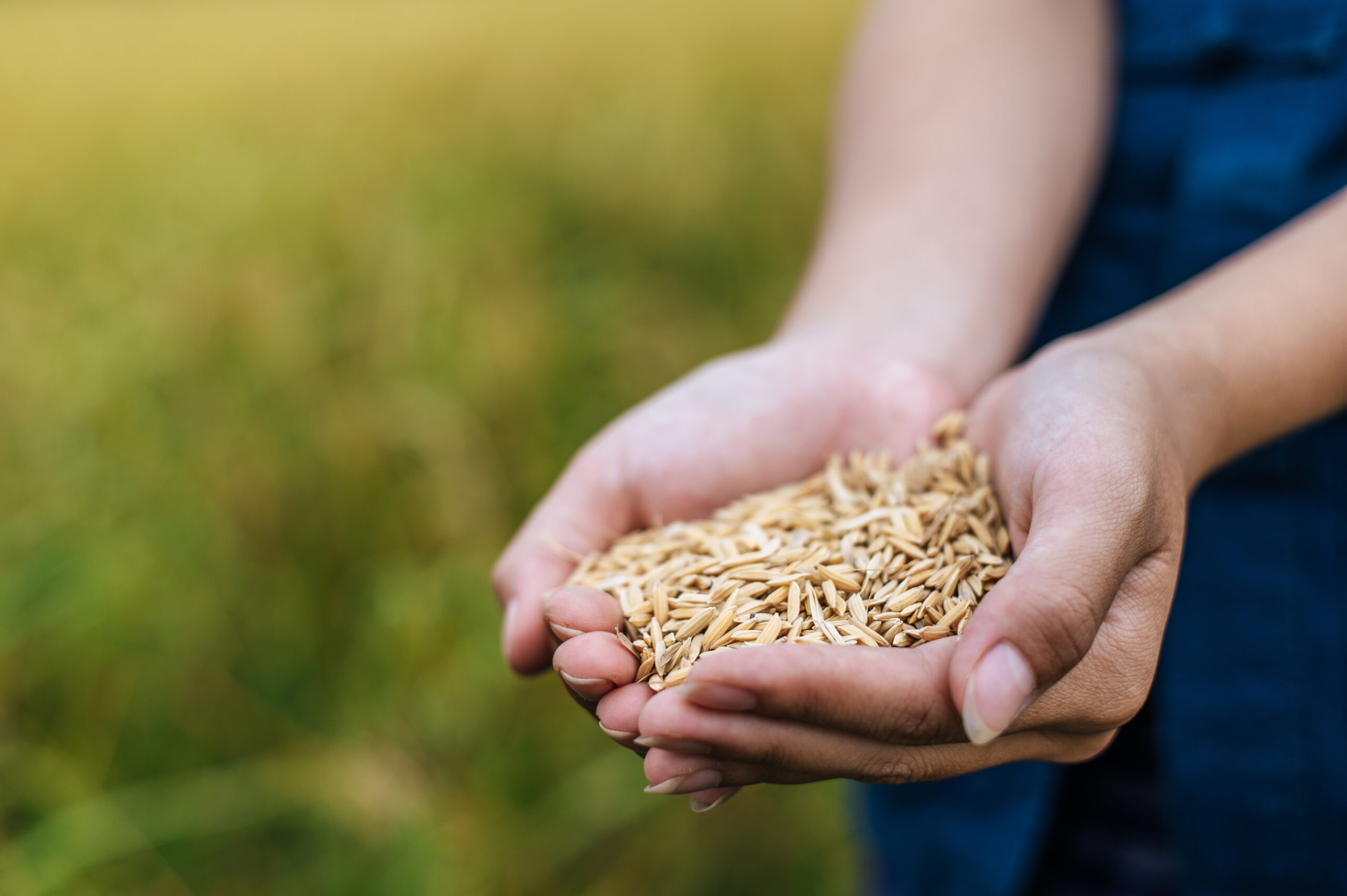 close up female farmer hands holding rice grains